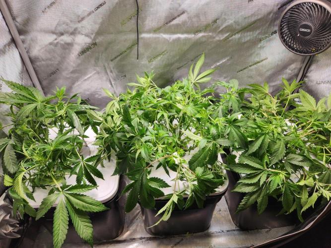 Glacial Razorberry. Week 8 - Post clone pull