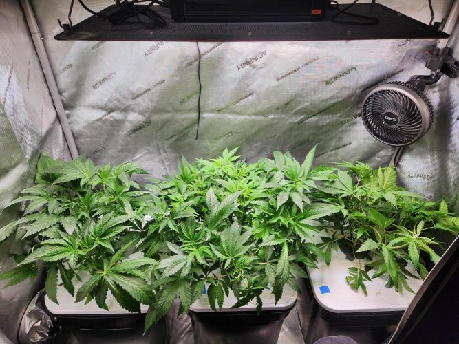 Glacial Razorberry. Week 8 - Morning after clone pull