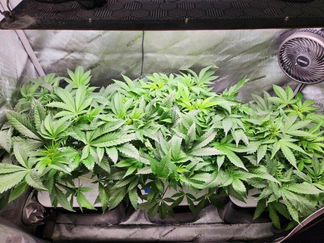 Glacial Razorberry. Week 8