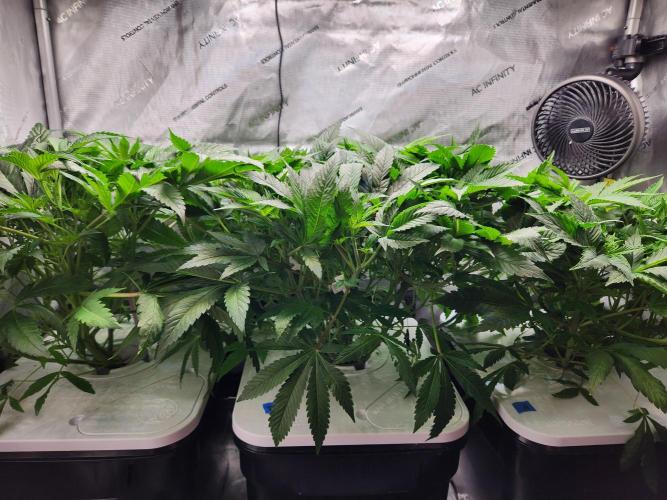 Glacial Razorberry. Week 8
