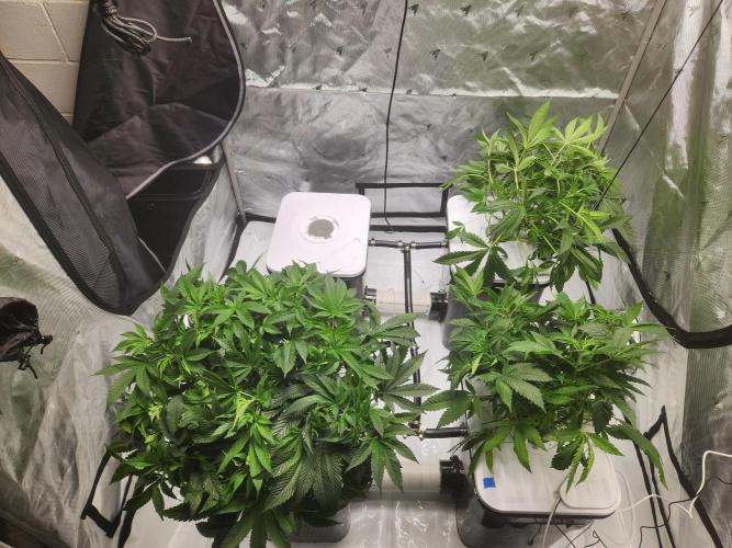 Glacial Razorberry. Week 9