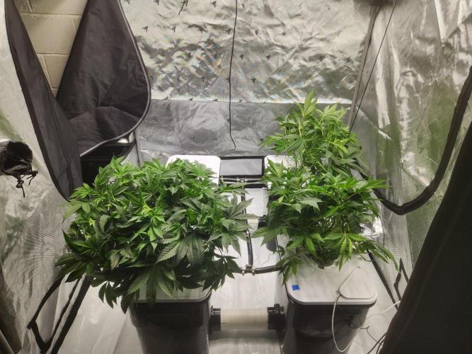 Glacial Razorberry. Week 9
