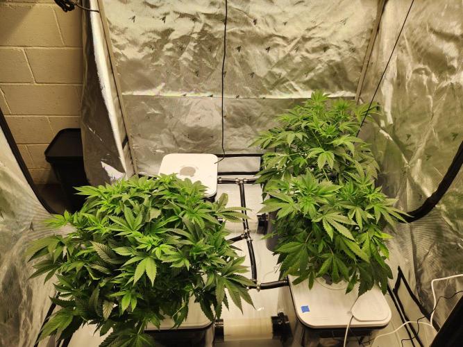 Glacial Razorberry. Week 9 - Pre defoliation 