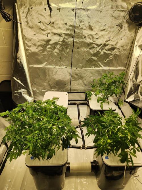 Glacial Razorberry. Week 9 - Post defoliation 