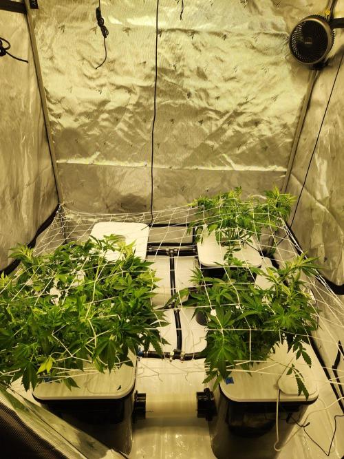 Glacial Razorberry. Week 9 - Net up and training started