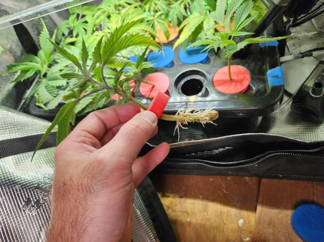Glacial Razorberry. Week 9 - Clones did great. Transplanting next week. 