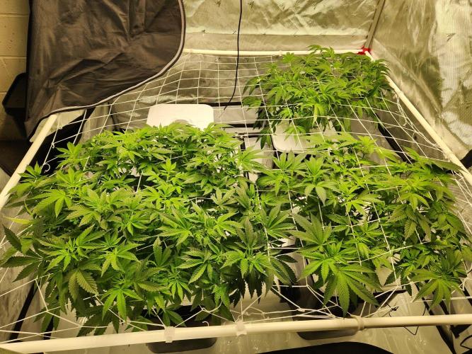 Glacial Razorberry. Week 10