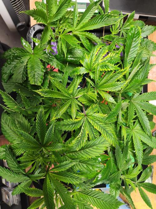 Glacial Razorberry. Week 10