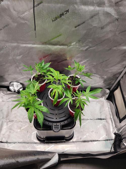 Glacial Razorberry. Week 10