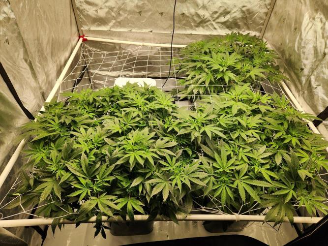 Glacial Razorberry. Week 10
