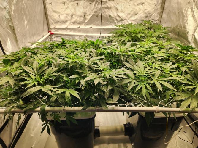 Subzero #12 x Blueberry Sundae. Week 10