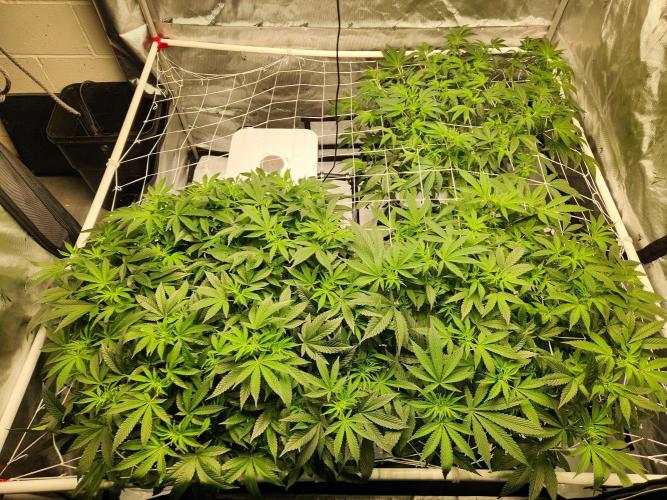 Glacial Razorberry. Week 11 - Before defoliation and Lollipopped 