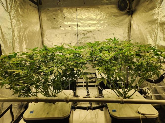 Glacial Razorberry. Week 11