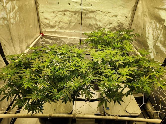 Glacial Razorberry. Week 11