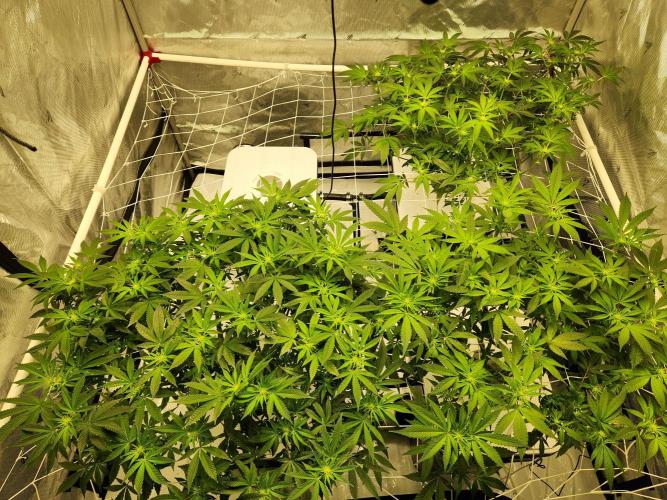 Subzero #12 x Blueberry Sundae. Week 11