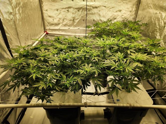 Glacial Razorberry. Week 12