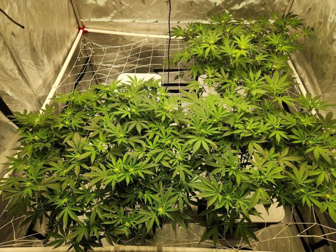 Glacial Razorberry. Week 12