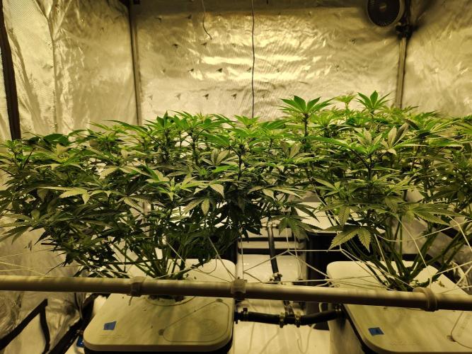 Glacial Razorberry. Week 12