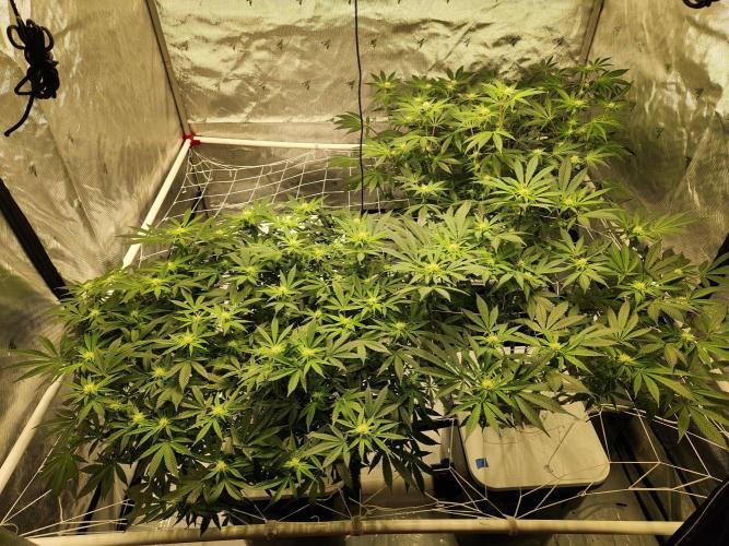Glacial Razorberry. Week 12