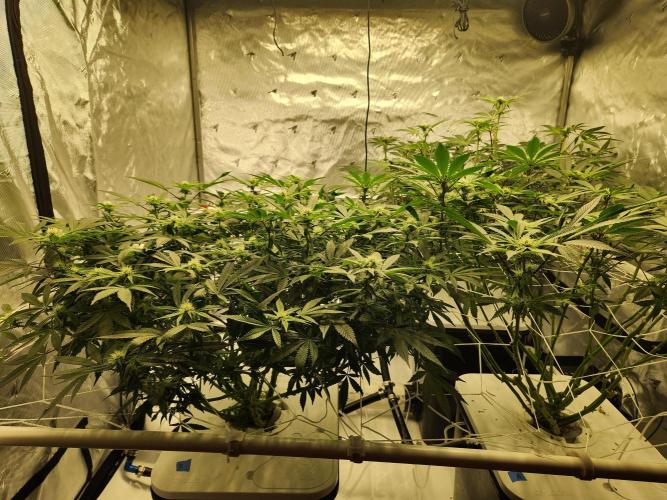 Glacial Razorberry. Week 12
