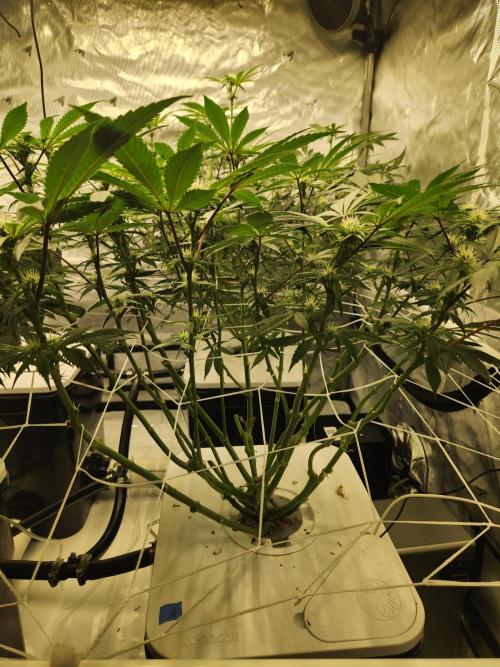Glacial Razorberry. Week 12 - GR pheno A