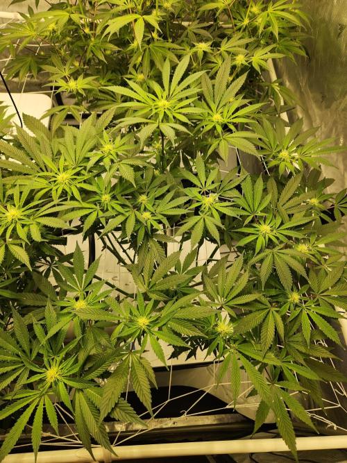Glacial Razorberry. Week 12 - GR Pheno A