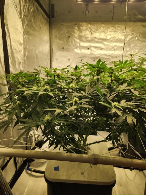 Glacial Razorberry. Week 12 - GR Pheno B