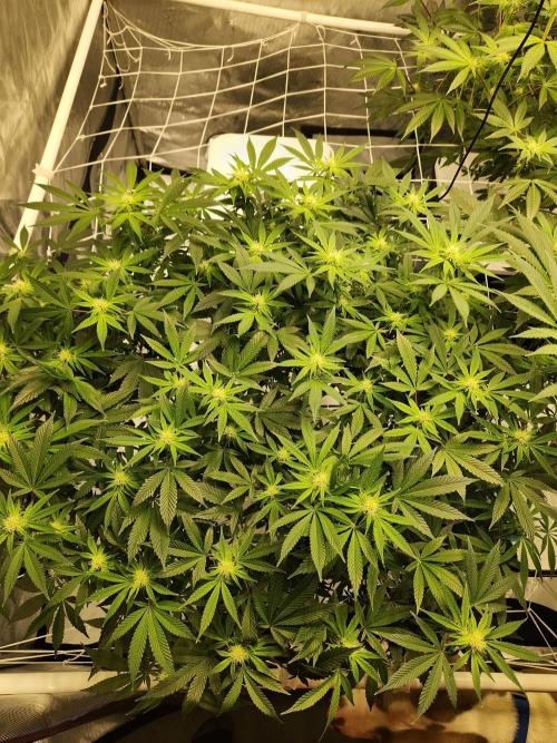 Glacial Razorberry. Week 12 - GR Pheno B