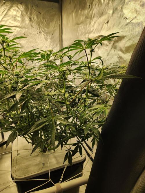 Glacial Razorberry. Week 12 - Cereal Money