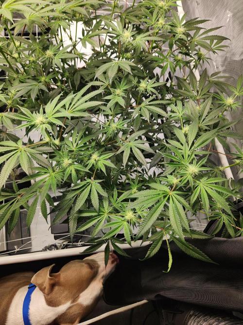 Glacial Razorberry. Week 12 - Cereal Money