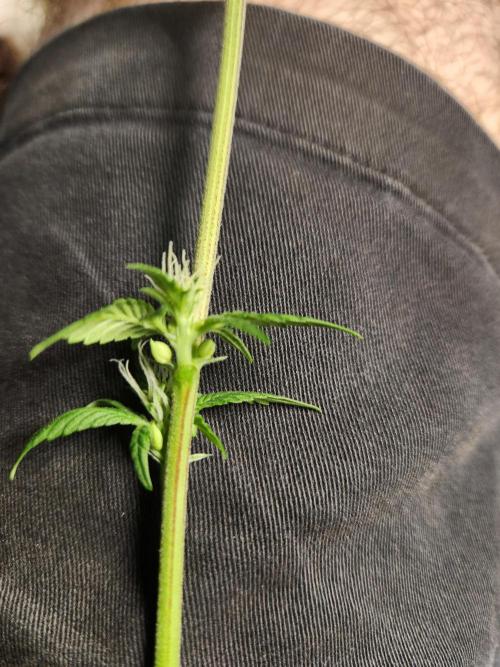 Glacial Razorberry. Week 12