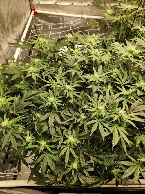 Glacial Razorberry. Week 13