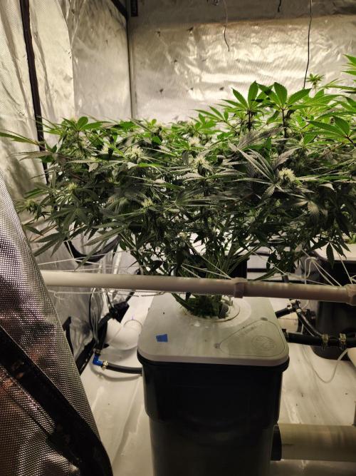 Glacial Razorberry. Week 13