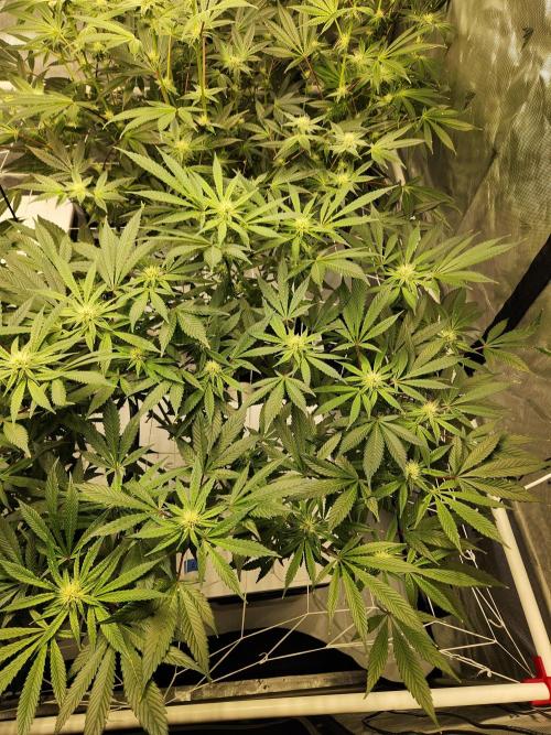 Glacial Razorberry. Week 13