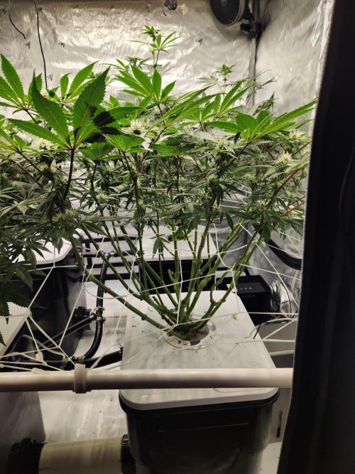 Glacial Razorberry. Week 13