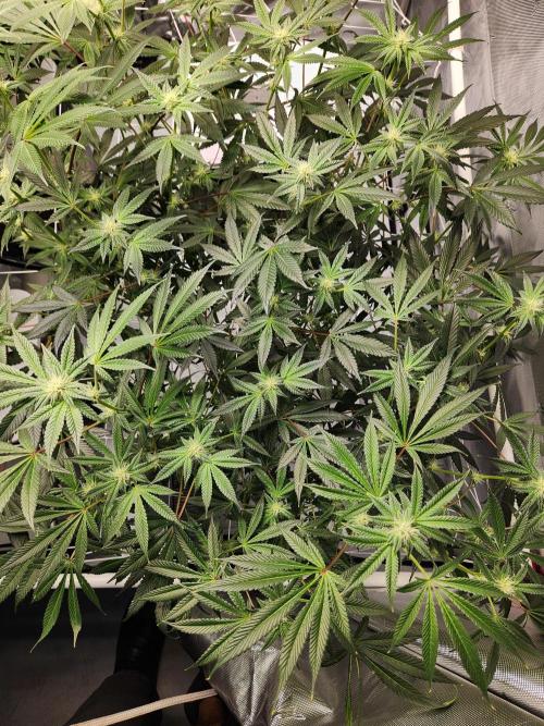 Glacial Razorberry. Week 13