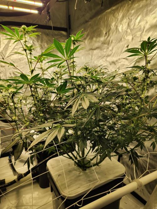 Glacial Razorberry. Week 13