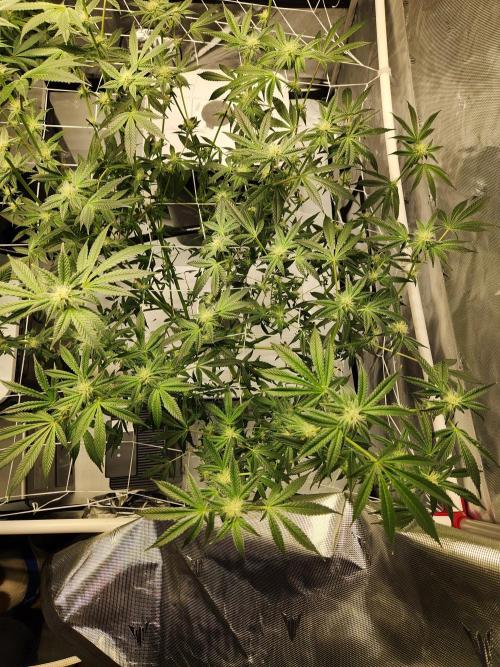 Glacial Razorberry. Week 13