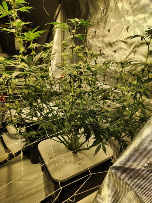 Glacial Razorberry. Week 13