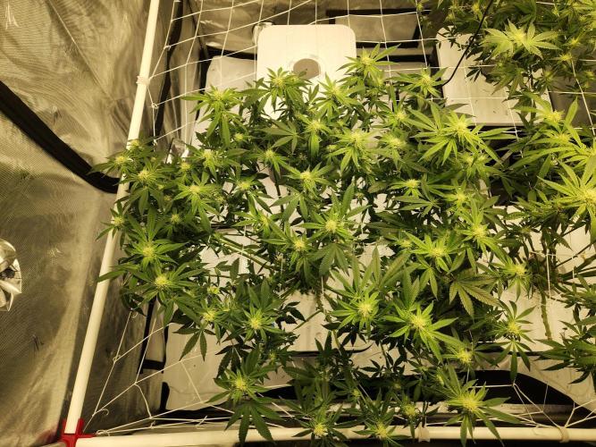 Glacial Razorberry. Week 13
