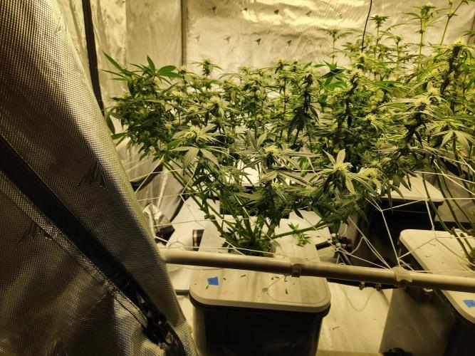 Glacial Razorberry. Week 13