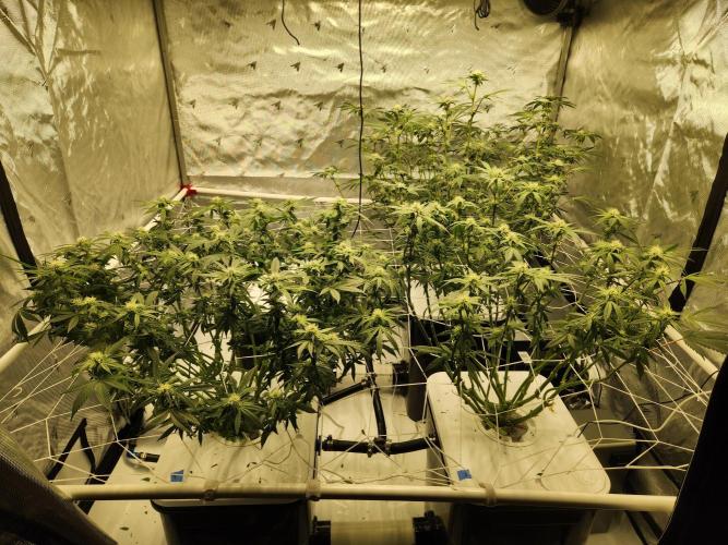 Glacial Razorberry. Week 13