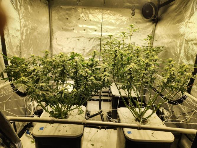 Glacial Razorberry. Week 13