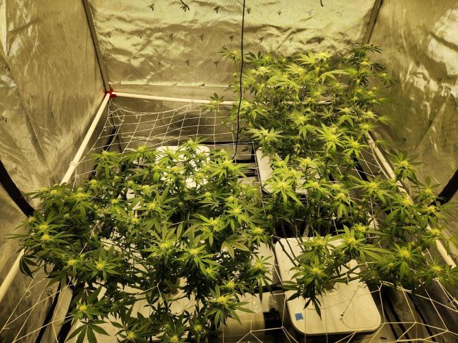 Subzero #12 x Blueberry Sundae. Week 13