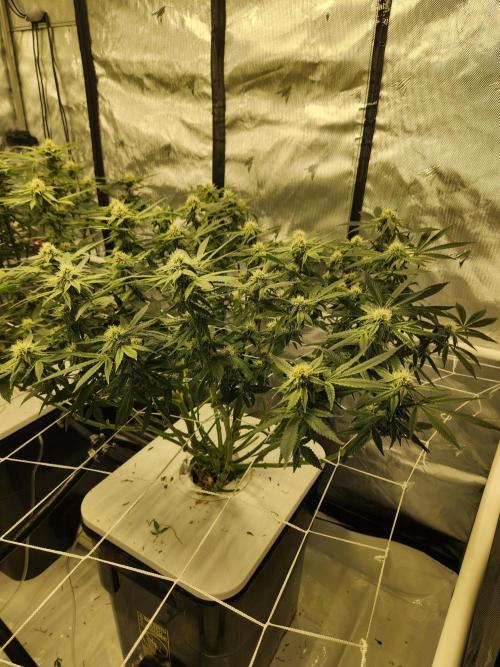 Glacial Razorberry. Week 14