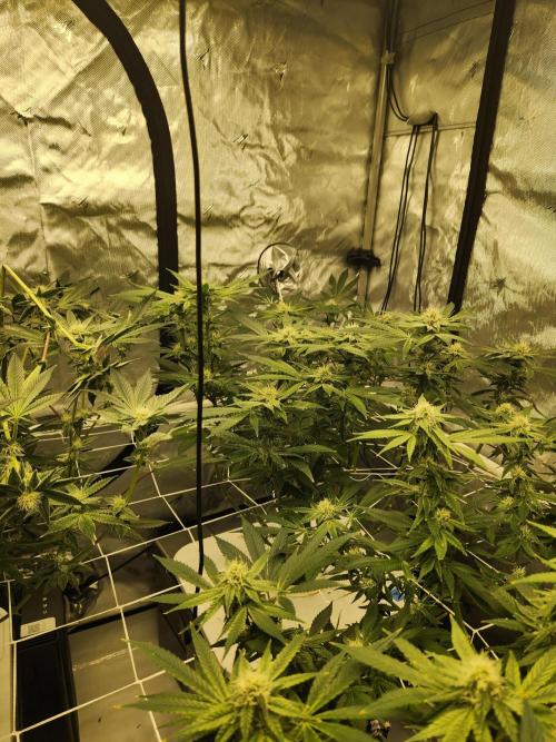 Glacial Razorberry. Week 14