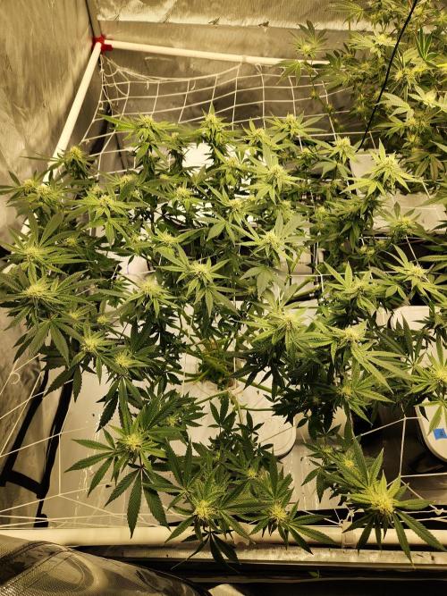 Glacial Razorberry. Week 14
