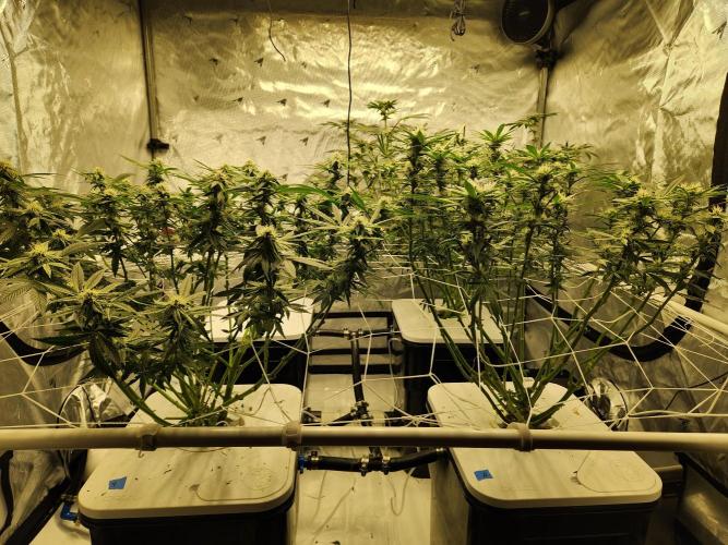 Subzero #12 x Blueberry Sundae. Week 14