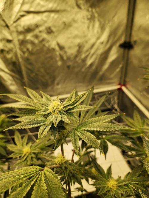 Glacial Razorberry. Week 14