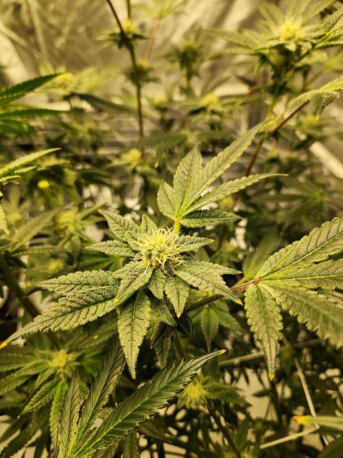 Glacial Razorberry. Week 14